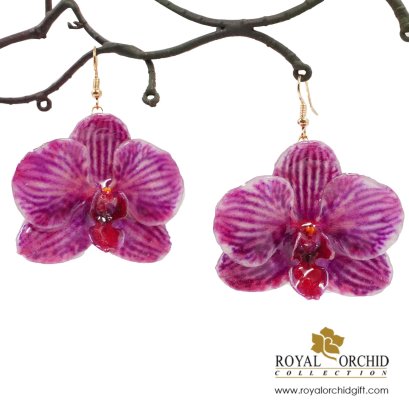 ต่างหูตะขอดอกกล้วยไม้ฟาแลนนอปซิส/Real Phalaenopsis Orchid on earrings.