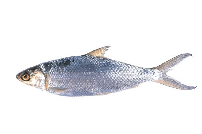 Milkfish (Frozen)