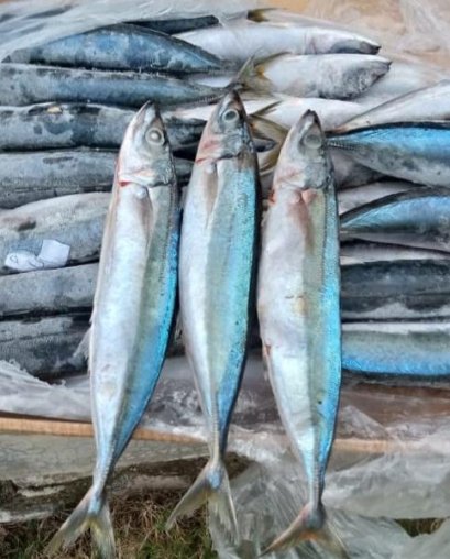 Mackerel Scad Fish (Frozen)