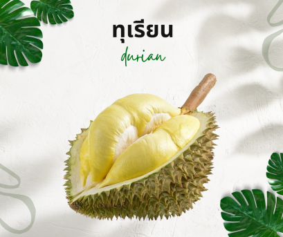 วิธีการใช้กับทุเรียน