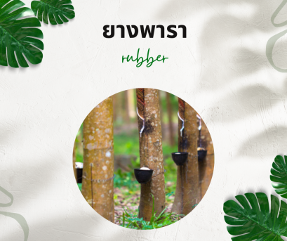 วิธีการใช้กับยางพารา