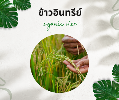 วิธีการใช้กับนาข้าวอินทรีย์