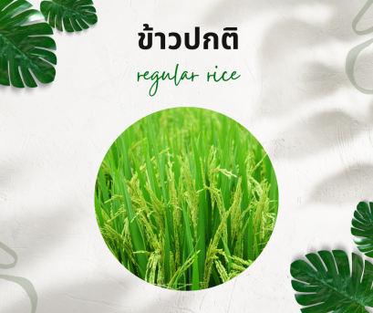 วิธีการใช้กับนาข้าวปกติ