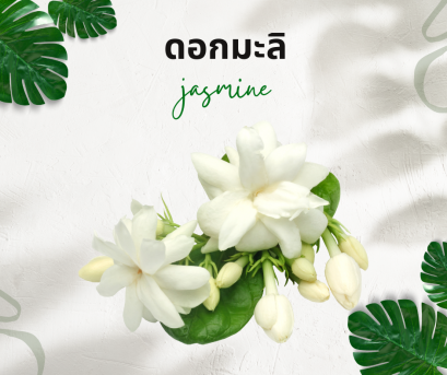 วิธีการใช้กับดอกมะลิ