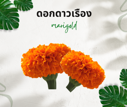 วิธีการใช้กับดอกดาวเรือง