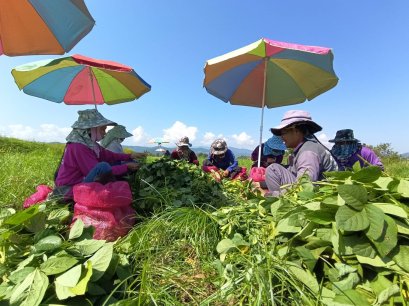 เกษตรกรผู้ปลูกถั่วเหลืองฝักสด(ถั่วแระ) อ.แม่สรวย จ.เชียงราย