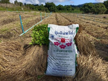 แปลงผักกาดเขียวปลี อ.จุน อ.วังเหนือ