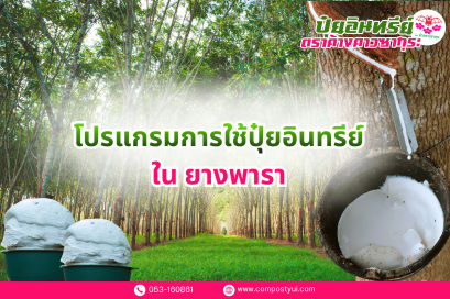 การใช้ปุ๋ยอินทรีย์ ใน ยางพารา เพื่อเพิ่มปริมาณน้ำยาง