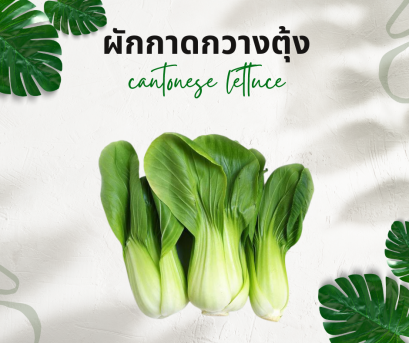 วิธีการใช้กับผักกาดกวางตุ้ง