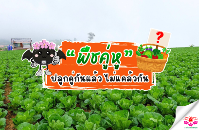 ผักคู่หู หรือพืชคู่หู (Good Companion Planting) 