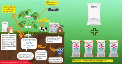 ปุ๋ยเคมีใช้ร่วมกับปุ๋ยอินทรีย์ทำไมถึงดีที่สุด❓