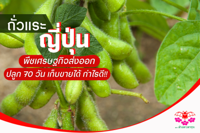 ถั่วแระญี่ปุ่นพืชเศรษฐกิจส่งออก ปลูก 70 วัน เก็บขายได้ กำไรดี
