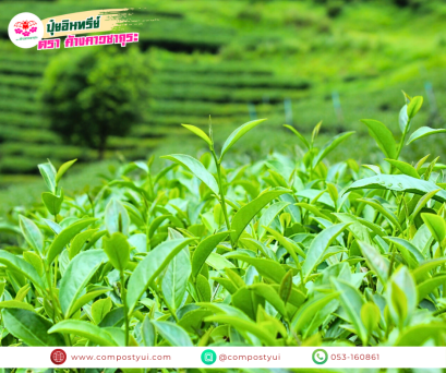 ลดการออกดอกของชา...ช่วงฤดูแล้ง : ปุ๋ยอินทรีย์ค้างคาวซากุระ