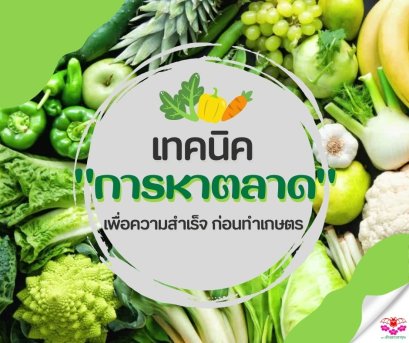 เทคนิคการหาตลาด เพื่อความสำเร็จก่อนทำการเกษตร