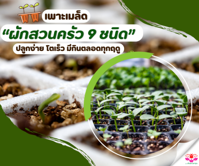 เพาะเมล็ด “ผักสวนครัว 10 ชนิด” ปลูกง่าย โตเร็ว 