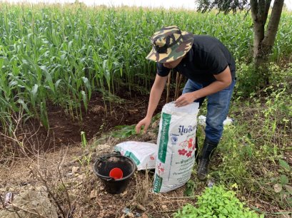 ทำแปลงสาธิตผลิตภัณฑ์ ค้างคาซากุระ