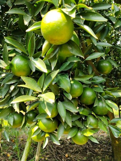 ลูกค้าสวนส้ม อ.แม่สรวย