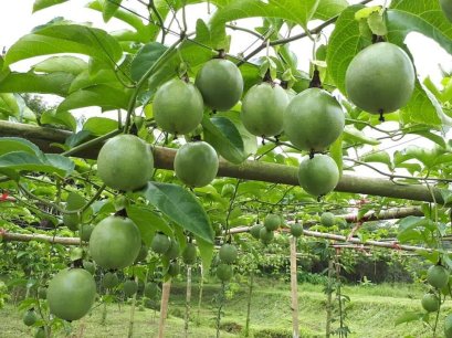 ลูกค้าสวนเสาวรสอินทรีย์  ไร่ยางแดง บ้านห้วยยางแดง ต.ห้วยสัก อ.เมือง  จ.เชียงราย