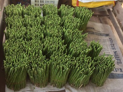 แปลงปลูกหน่อไม้ฝรั่งลูกค้า จ.อุตรดิตถ์