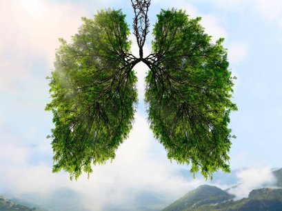 Jie Geng, the herb which protects the respiratory system