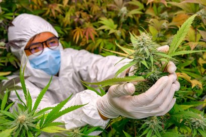 The main Cannabis strains and 4 Thai Cannabis identities