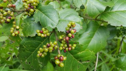 Antioxidants of Som Kung herbs