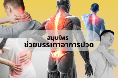 สมุนไพรช่วยบรรเทาอาการปวด