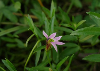 Did you know? Lobelia chinensis Lour protects the liver .