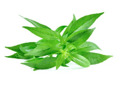 Solanum trilobatum L is good for the blood and liver.