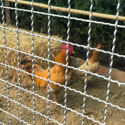 ไข่ไก่ทำฟาร์มดี