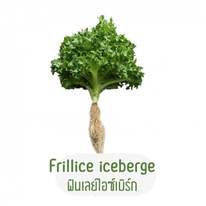ฟิเลย์ไอซ์เบิร์ก (Frillice Iceberge)