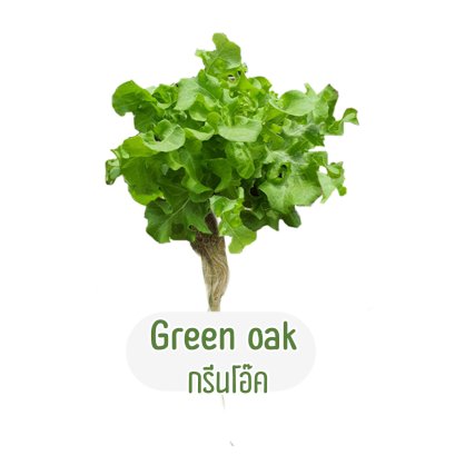 กรีนโอ๊ค (Green oak)