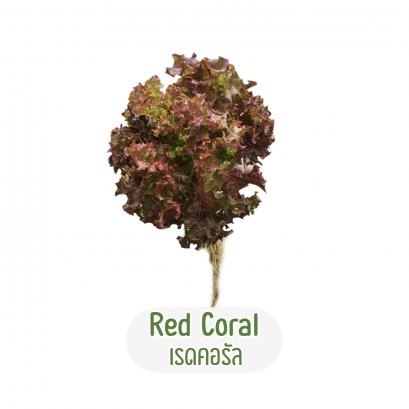 เรดคอรัล (Red Coral)