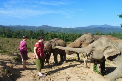 照顾大象一日游（没有骑大象）Chang Sanctuary