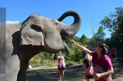 ดูแลช้างเต็มวัน (ไม่มีขี่ช้าง) Dumbo Elephant Spa