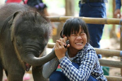 Half Day Maewang Elephant (A) Ride + Bath + Feed