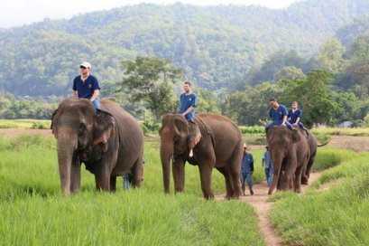 ฝึกช้างครึ่งวันตอนเช้า (ขี่ช้าง) Thai Elephant Home 