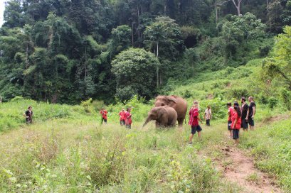 Half Day Morning Toto's Elephant Sanctuary