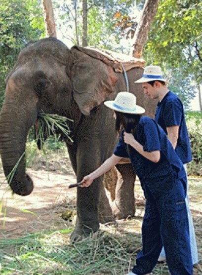 2 Days Chiangmai Elephant Training