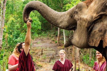 Elephant jungle sanctuary 2 days 1night