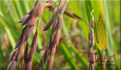 ข้าวไทยไรซ์พลัส ข้าวไรซ์เบอรี่เพื่อสุขภาพ