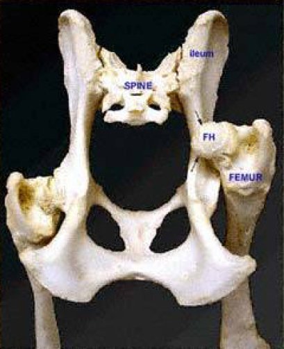 สะโพกหลุด (Coxofemoral Hip Luxation) - Thailanddogshow