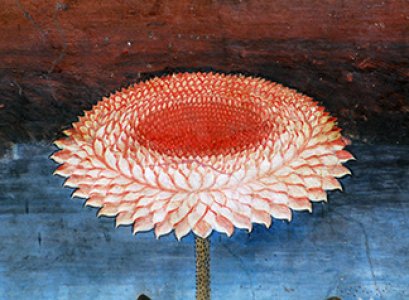 “ดอกบัวยักษ์ Victoria” ภาพปริศนาธรรมขรัวอินโข่ง วัดบวรฯ วัดบรมฯ สื่อ “ความยิ่งใหญ่” ของอังกฤษ