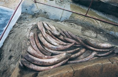 ขุดพบงาช้างจำนวนมหาศาลที่เฉินตู คาดใช้ในพิธีไล่น้ำท่วม