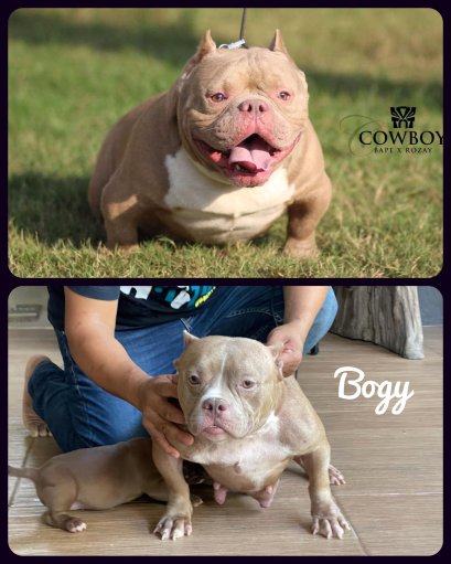 อเมริกันบูลลี่ชุด COWBOY X BOGY