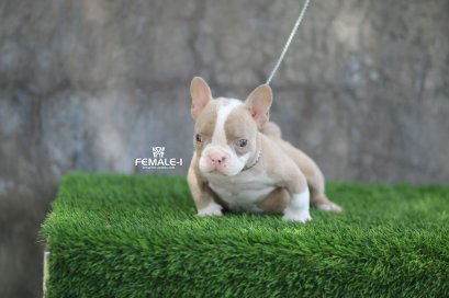 ลูกสุนัขอเมริกันบูลลี่ COWBOY X CHAT by TNT KENNEL ฟาร์มบูลลี่นครปฐม