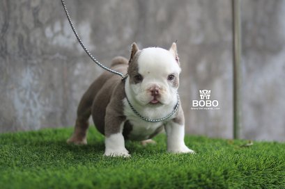 Male1_1_tntkennel_ฟาร์มบูลลี่นครปฐม