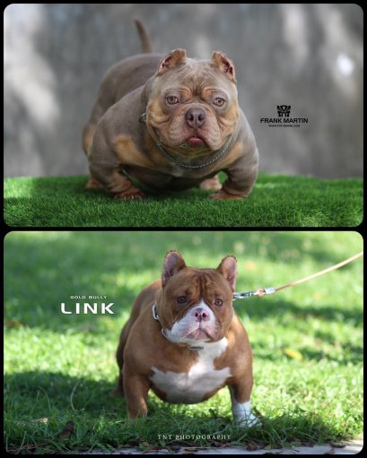 อเมริกันบูลลี่_แฟรงxลิงค์_ฟาร์มบูลลี่นครปฐม