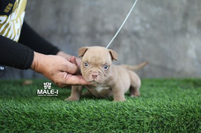 ลูกสุนัขอเมริกันบูลลี่ BILLIE JEAN X MANGO by TNT KENNEL ฟาร์มบูลลี่นครปฐม