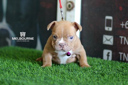 Melbourne1_tntkennel_ฟาร์มบูลลี่นครปฐม